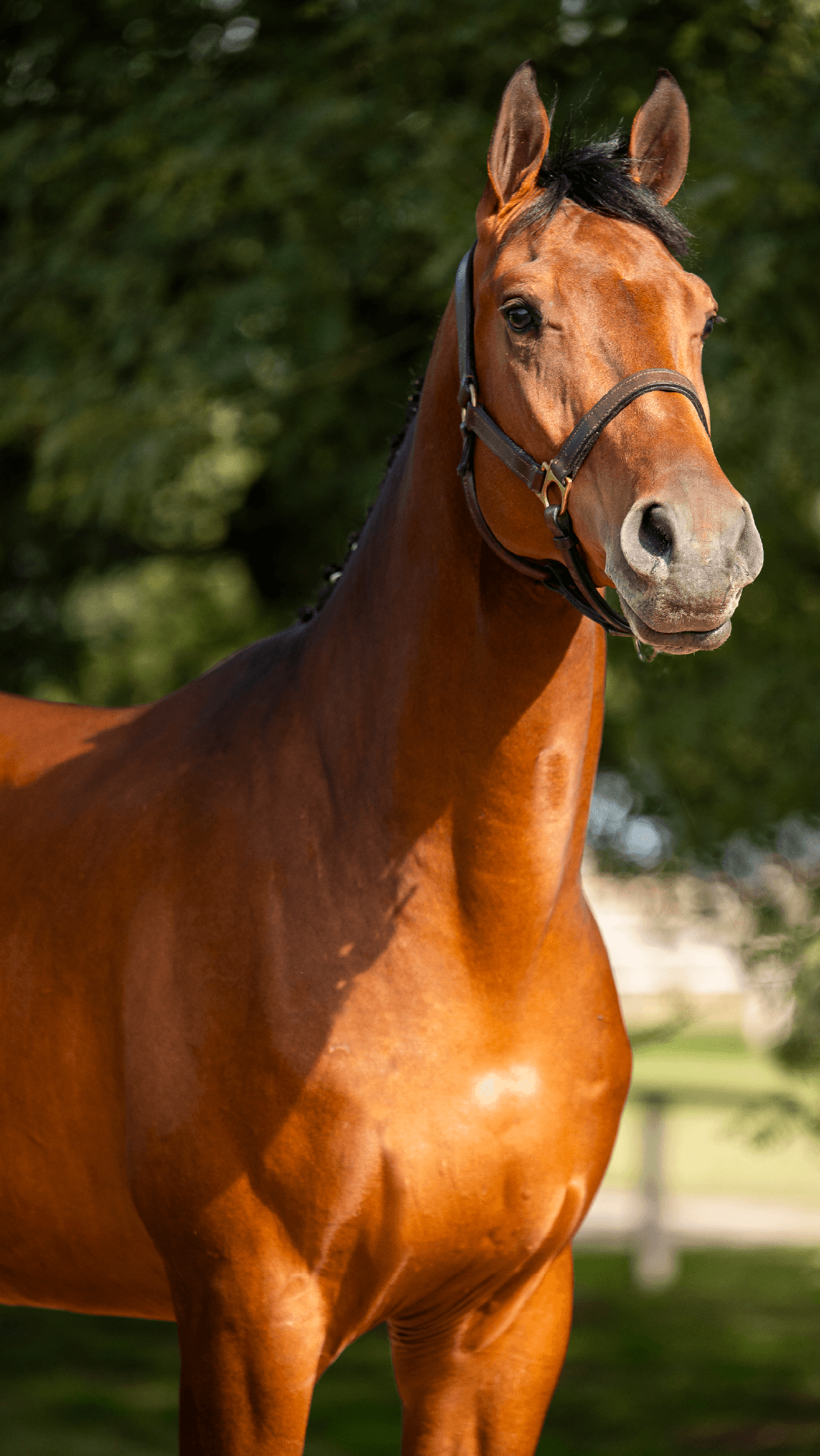 Pegasus Chabacano